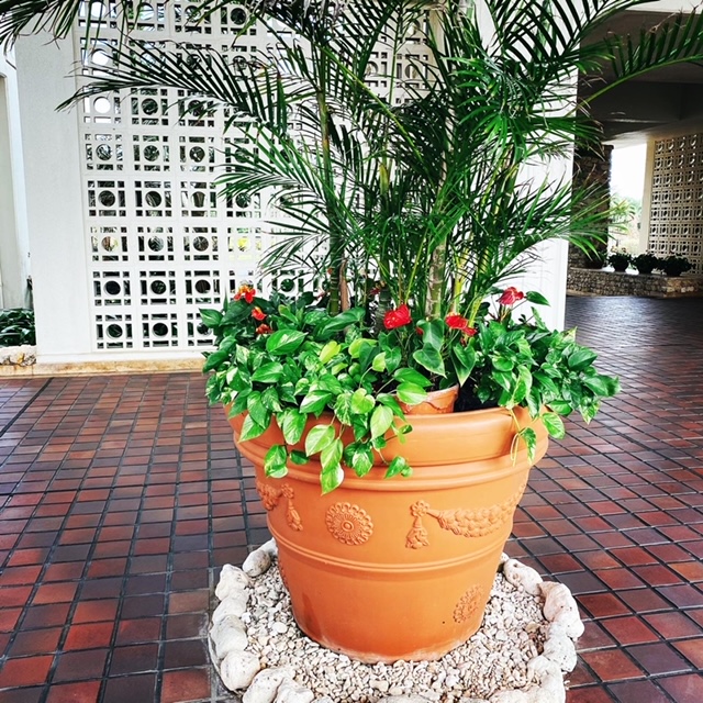 東急ホテル　宮古島　植物